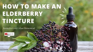 How to Make an Elderberry Tincture  For Colds and Flu  Herbal Medicine [upl. by Ael]