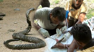 A surgery to remove infected blisters from the cobras body  Reptiles  Snake  Cobra  Wildlife [upl. by Babbette]