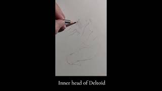 Advanced Classical Figure Drawing DemoPractice in real timeno edits No1 relaxingmeditative [upl. by Vashtia]