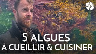 5 algues comestibles à cueillir et cuisiner [upl. by Nahsor909]