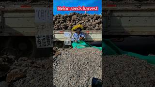 Crisp sweet melon seeds harvest piled into a hill of it is spectacular。脆甜好吃的瓜子收穫，堆滿成小山的瓜子很壯觀，脆甜美味 [upl. by Aerdnahs552]