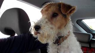 Ready to Roll  Abby Wire Fox Terrier [upl. by Iliak]