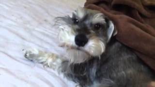 Mini Schnauzer  Wake up Bentley [upl. by Gulgee]