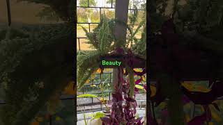 Garden tips with natural bamboo agriculture nature garden [upl. by Dream]