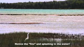 Fish Spawning in the Bay at Mackinaw Mill Creek Camping [upl. by Hulbig720]