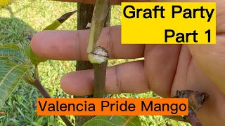 🥭 Beginner Grafting Part 1  Valencia Pride Mango [upl. by Eneryc]