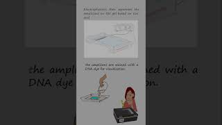 Genotyping alleles with length differences by Polymerase chain reaction and electrophoresis [upl. by Slavic]