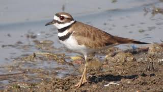 Chorlo Tildío Charadrius vociferus [upl. by Anid]