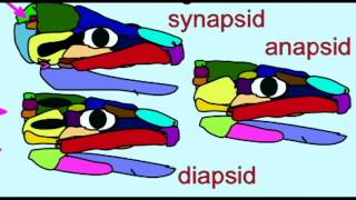 PL2 FOSSIL REPTILES ANAPSIDS DIAPSIDS SYNAPSIDS [upl. by Esyned824]