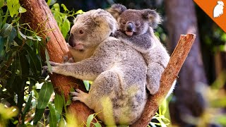 Waarom slapen koalas zoveel [upl. by Willetta]