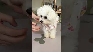 My little dog can dress itself  asmr trending doglover trending cute cutedog [upl. by Eener572]