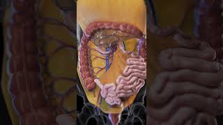 Discover the Mesentery The Unsung Hero of the Digestive System anatomy animation [upl. by Ahel]