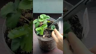 How to ReGrow Strawberry  shortsvideo strawberry [upl. by Aehtrod]