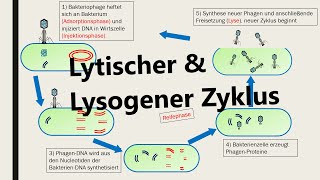 Lysogener und lytischer Zyklus Vermehrung von Viren [upl. by Orravan]