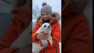 Met a very cute baby seal cuteanimal arcticanimal seal [upl. by Wailoo419]