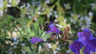 Penstemon  California Native Garden  Ep6 [upl. by Layman]