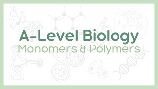 MONOMERS AND POLYMERS  Condensation vs Hydrolysis reactions  ALevel Biology AQA OCR Edexcel [upl. by Adnuhsed]