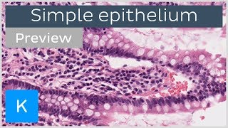 Simple epithelium types of tissues and cells preview  Human Histology  Kenhub [upl. by Oidiple]