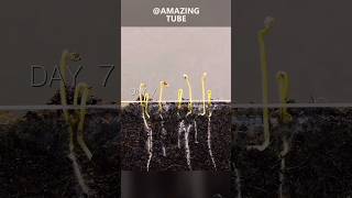 Growing tomato plants timelapse amazingtubef plants agriculture [upl. by Anhaj]