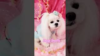 Dress Your DOG Like ROYALTY with These Adorable Outfits [upl. by Narra]