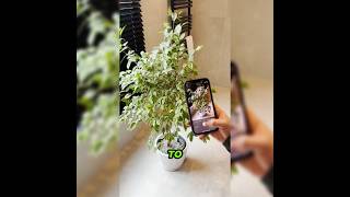 AI Identifies Flowers in Seconds 🌸  AI Assistant [upl. by Ellehcrad]