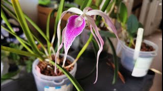 Brassocattleya Amethyst a fragrant spidery orchid hybrid Cattleya purpurata x Brassavola cucullata [upl. by Yromas]