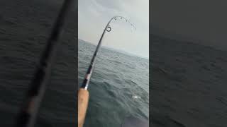 Exciting lure kayak fishing for sea bass in England fishing bass kayak tightlines adventures [upl. by Cahn297]