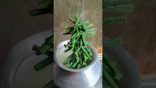 yardlong bean  Borboti Viral hack recipe 😳😳😳😱😱 trending shorts viralshort [upl. by Dhaf]