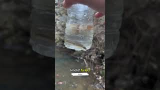 How many minnows can I catch in a homemade minnow trap trending viralvideo minnows shorts [upl. by Zilef345]