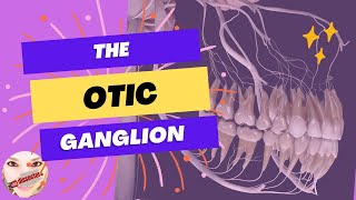 Human Anatomy  Head and Neck Lectures  The Otic Ganglion [upl. by Manvel]