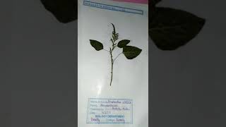 Herbarium file bsc 2nd year botany [upl. by Alvina]