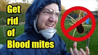 How to get rid of Blood Mites Dermanyssus gallinae [upl. by Neelik]