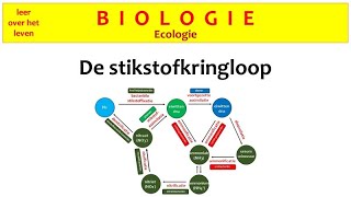 Biologie  Ecologie  De stikstofkringloop [upl. by Orola]