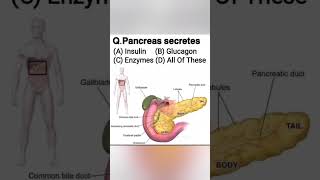 Pancreas secrete mcqs for mdcat preparing for biology biology [upl. by Durward]