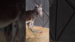 Oskar transformation morocco donkey animals animalrescue [upl. by Dnaletak297]