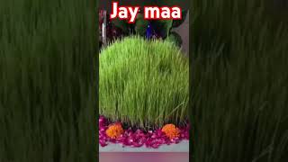 Navratri jaware ka kya kareradheradhe jaymatadimatavashnodurganavratrimaa [upl. by Bradan109]