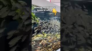 Want an AQUARIUM at Home or Office [upl. by Cheke665]