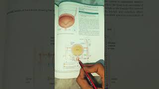 Micturition  Urinary system  Easy  BSC NURSING 1st semester  bscnursing ruhs [upl. by Ajram]