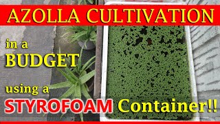 How to Cultivate Azolla in a BUDGET using a Small Styrofoam Container  Tagalog English Sub [upl. by Ttsepmet280]