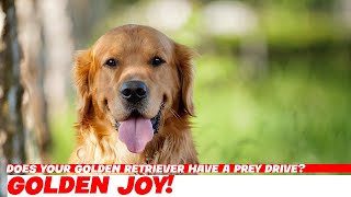 Does Your Golden Retriever Have a Prey Drive [upl. by Alenson]