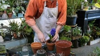 How to Transplant Hyacinths  Gardening With Succulents amp More [upl. by Airamat]