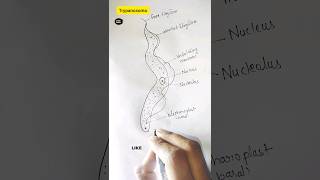 How to draw trypanosoma trypanosoma gambiense shorts viral science diagramdrawing dailylearn [upl. by Dev]