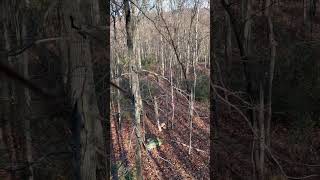 Rut action from the saddle whitetailbucks hunting deer archery bowhunting wildlife outdoors [upl. by Beisel]