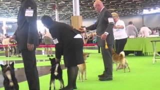 WORLD DOG SHOW 2011 SHIBA INU Part 2 [upl. by Pruter536]