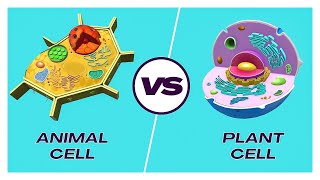 PLANT VS ANIMAL CELLS  Biology Cell Structure  The fundamental unit of life education [upl. by Carrick607]