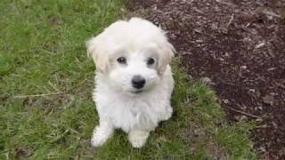 The Cutest 8 weeks old Maltipoo Leash Training in 4 days  Toy Poodle amp Maltese Puppy [upl. by Atirhs]