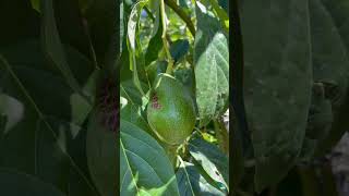 Downside of growing thin skin 🥑s gardentipsgardengardeninggardeningtipsgardener [upl. by Anaeed]