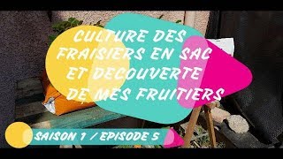 CULTURE DES FRAISIERS EN SAC ET DECOUVERTE DE MES FRUITIERS SAISON 1 EPISODE 5 [upl. by Dibb]