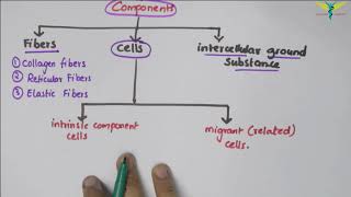 Connective Tissue  Basic Histology [upl. by Asher]