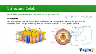 Biología Unidad 1 Sesión 2 UNAM SUAyED  2025 [upl. by Ydderf147]